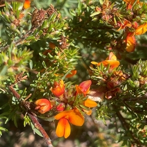 Pultenaea subspicata at Yass River, NSW - 26 Oct 2024 02:49 PM