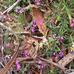 Tetratheca bauerifolia at Rendezvous Creek, ACT - 10 Nov 2024