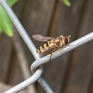 Eupeodes (Macrosyrphus) confrater at suppressed - 8 Nov 2024