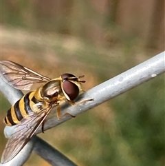 Eupeodes (Macrosyrphus) confrater at suppressed - 8 Nov 2024