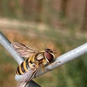 Eupeodes (Macrosyrphus) confrater at suppressed - 8 Nov 2024