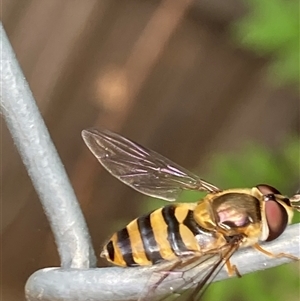 Eupeodes (Macrosyrphus) confrater at suppressed - suppressed