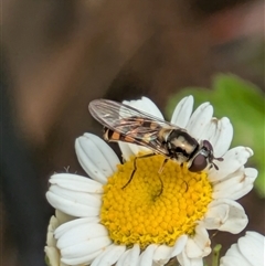 Melangyna viridiceps (Hover fly) at Fyshwick, ACT - 9 Nov 2024 by EmmaCollins