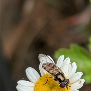 Melangyna viridiceps at Fyshwick, ACT - 9 Nov 2024