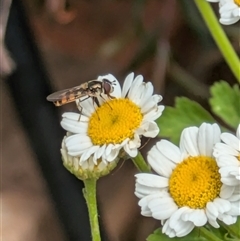 Melangyna viridiceps at Fyshwick, ACT - 9 Nov 2024