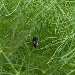 Orcus bilunulatus (Ladybird beetle) at Fyshwick, ACT - 9 Nov 2024 by EmmaCollins