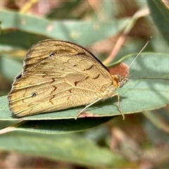 Heteronympha merope (Common Brown Butterfly) at Bonner, ACT - 10 Nov 2024 by KMcCue