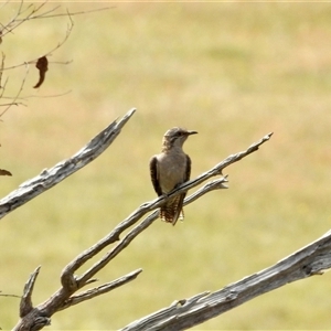 Cacomantis pallidus at Bonner, ACT - 10 Nov 2024