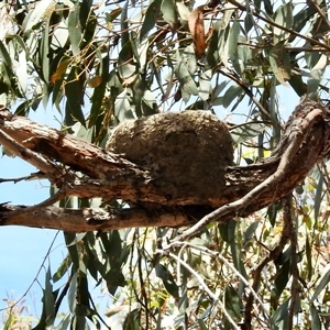 Grallina cyanoleuca at Bonner, ACT - 10 Nov 2024