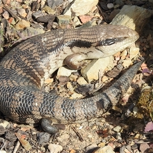 Tiliqua scincoides scincoides at Bonner, ACT - 10 Nov 2024