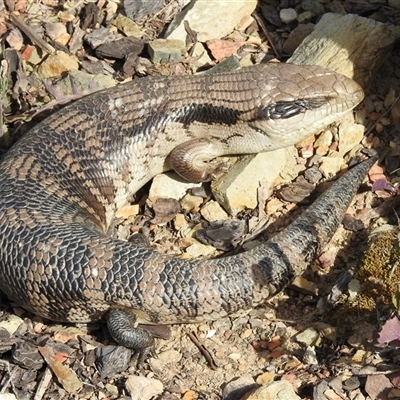 Tiliqua scincoides scincoides (Eastern Blue-tongue) at Bonner, ACT - 9 Nov 2024 by KMcCue