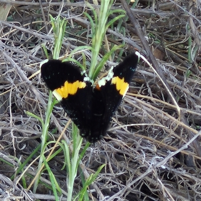 Eutrichopidia latinus (Yellow-banded Day-moth) at Bungendore, NSW - 10 Nov 2024 by clarehoneydove