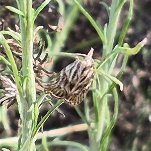 Tortricopsis aulacois at Bungendore, NSW - suppressed