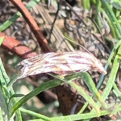 Tortricopsis aulacois at Bungendore, NSW - suppressed