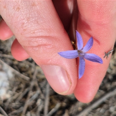 Wahlenbergia capillaris (Tufted Bluebell) at Bungendore, NSW - 10 Nov 2024 by clarehoneydove