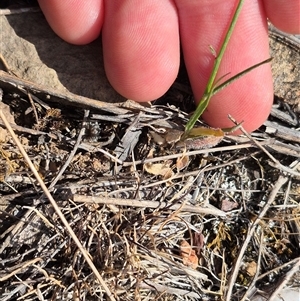 Wahlenbergia capillaris at Bungendore, NSW - 10 Nov 2024