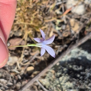 Wahlenbergia capillaris at Bungendore, NSW - 10 Nov 2024