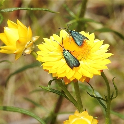 Pollanisus (genus) (A Forester Moth) at Bonner, ACT - 10 Nov 2024 by KMcCue