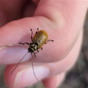 Cadmus (Cadmus) aurantiacus at suppressed - suppressed