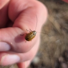 Cadmus (Cadmus) aurantiacus at suppressed - suppressed