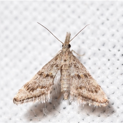 Microchilo gelastis (a Crambid moth (Crambinae)) at Jerrabomberra, NSW - 9 Nov 2024 by DianneClarke