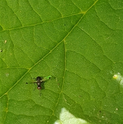 Parapalaeosepsis plebeia (Ant fly) at Fyshwick, ACT - 9 Nov 2024 by Jodiegeez