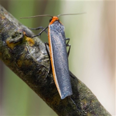 Palaeosia bicosta (Two-ribbed Footman) at Bruce, ACT - 10 Nov 2024 by DPRees125