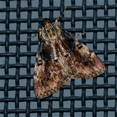 Salma marmorea (A Pyralid moth) at Harrison, ACT - 9 Nov 2024 by DPRees125