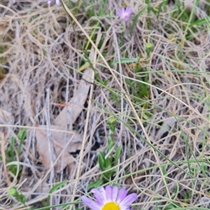 Calotis scabiosifolia var. integrifolia at Rendezvous Creek, ACT - 9 Nov 2024