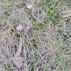 Calotis scabiosifolia var. integrifolia at Rendezvous Creek, ACT - 9 Nov 2024