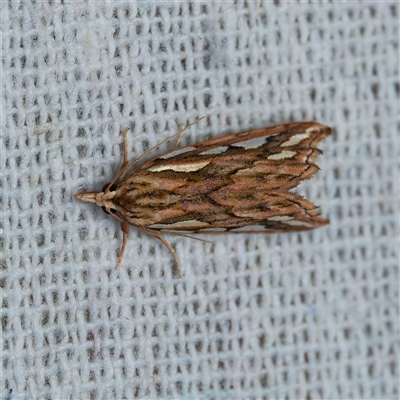 Meyrickella torquesauria (An Eribid Moth) at Harrison, ACT - 9 Nov 2024 by DPRees125