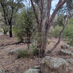 Exocarpos cupressiformis (Cherry Ballart) at Chisholm, ACT - 11 Nov 2024 by PatMASH