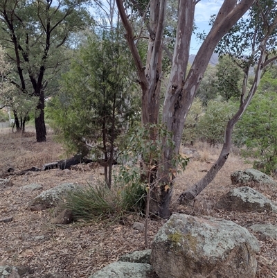 Brachychiton populneus (Kurrajong) at Chisholm, ACT - 11 Nov 2024 by PatMASH