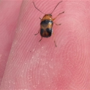 Aporocera sp. (genus) at Karabar, NSW - 11 Nov 2024