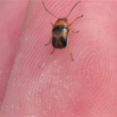 Aporocera sp. (genus) (Unidentified Aporocera leaf beetle) at Karabar, NSW - 10 Nov 2024 by clarehoneydove