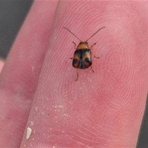 Aporocera sp. (genus) at Karabar, NSW - 11 Nov 2024