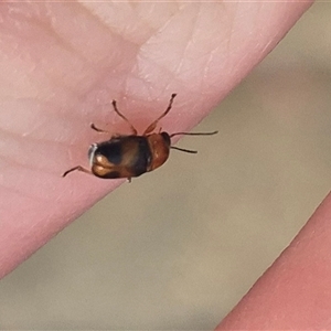 Aporocera sp. (genus) at Karabar, NSW - 11 Nov 2024