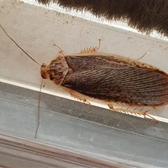 Calolampra sp. (genus) (Bark cockroach) at Yass River, NSW - 11 Nov 2024 by SenexRugosus