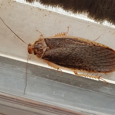 Calolampra sp. (genus) (Bark cockroach) at Yass River, NSW - 11 Nov 2024 by SenexRugosus