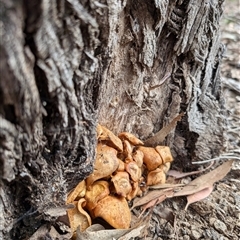 Gymnopilus junonius (Spectacular Rustgill) at Yass River, NSW - 8 Nov 2024 by SenexRugosus