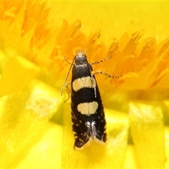 Glyphipterix chrysoplanetis at Acton, ACT - 10 Nov 2024