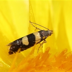 Glyphipterix chrysoplanetis at Acton, ACT - 10 Nov 2024 10:23 AM