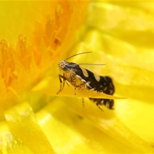 Glyphipterix chrysoplanetis at Acton, ACT - 10 Nov 2024