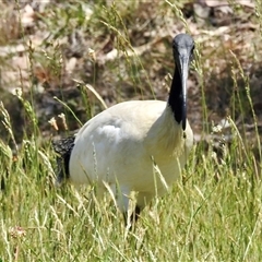Threskiornis molucca (Australian White Ibis) at Bonner, ACT - 10 Nov 2024 by KMcCue