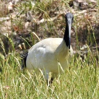 Threskiornis molucca (Australian White Ibis) at Bonner, ACT - 10 Nov 2024 by KMcCue