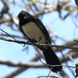 Rhipidura leucophrys at Bonner, ACT - 10 Nov 2024