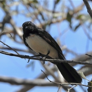 Rhipidura leucophrys at Bonner, ACT - 10 Nov 2024