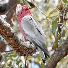 Eolophus roseicapilla (Galah) at Bonner, ACT - 10 Nov 2024 by KMcCue