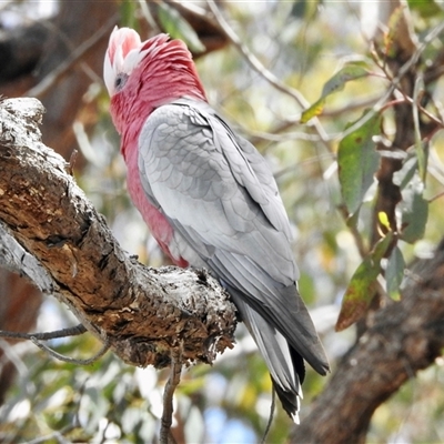 Eolophus roseicapilla (Galah) at Bonner, ACT - 10 Nov 2024 by KMcCue