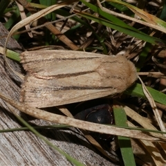 Leucania diatrecta (A Noctuid moth) at Freshwater Creek, VIC - 4 Nov 2024 by WendyEM